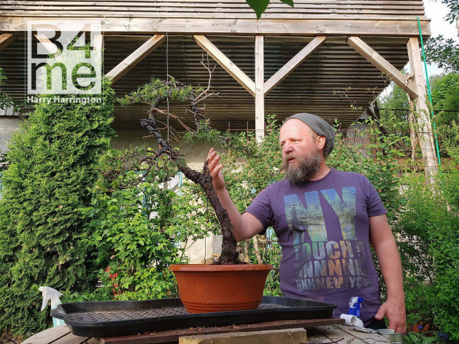 scots pine bonsai sweden